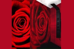 Rose rouge